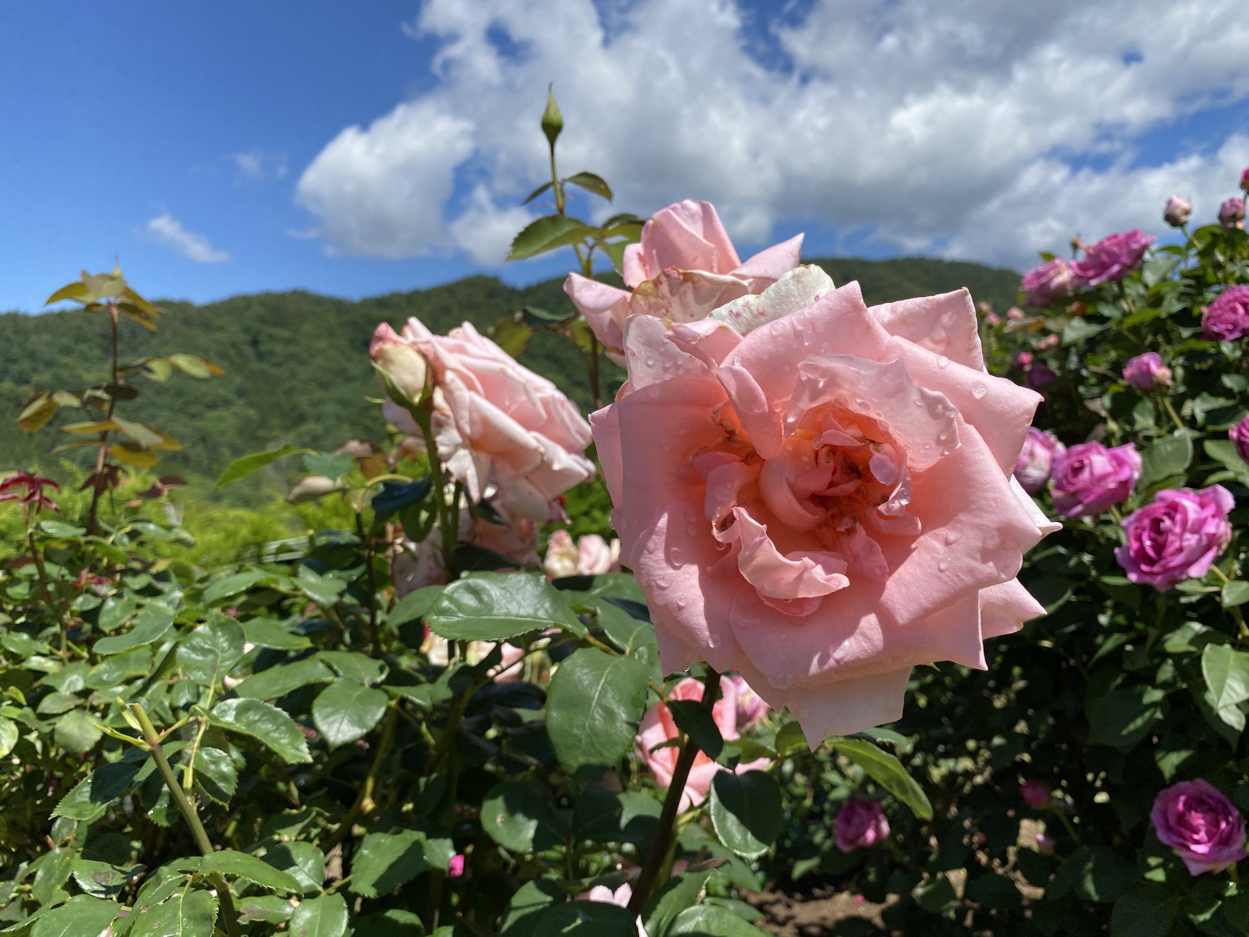 ローズガーデン | funatec.jp